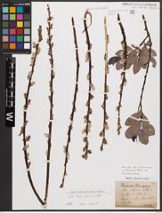 Salix bicolor Ehrh. ex Willd.